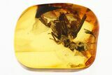 Huge Fossil Winged Termite (Mastotermitidae) In Baltic Amber #307209-1